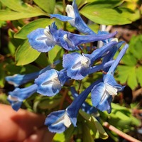 Corydalis  'Craigton Blue'
